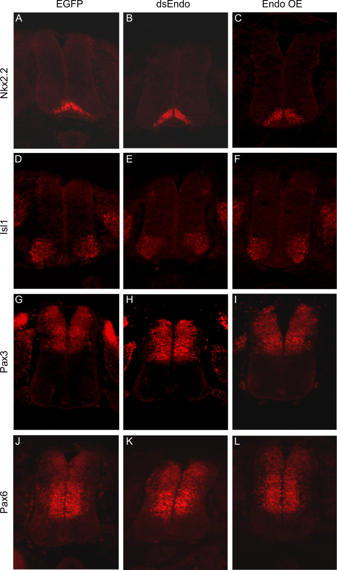 Figure 3—figure supplement 1.