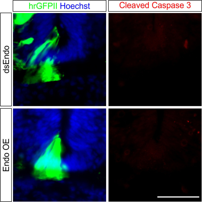 Figure 3—figure supplement 2.