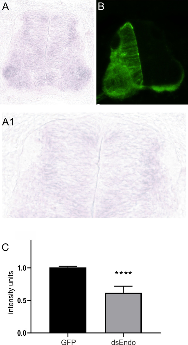 Figure 2—figure supplement 3.