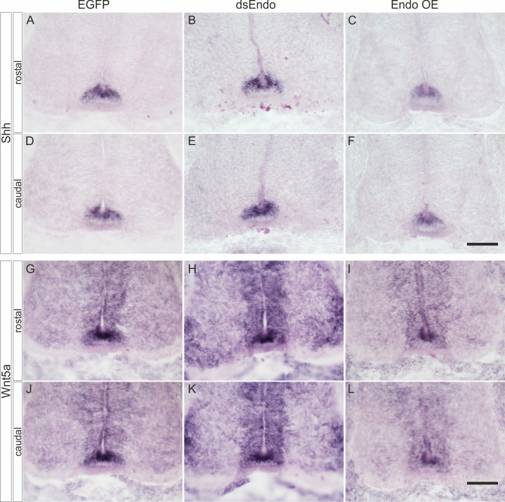 Figure 3—figure supplement 4.