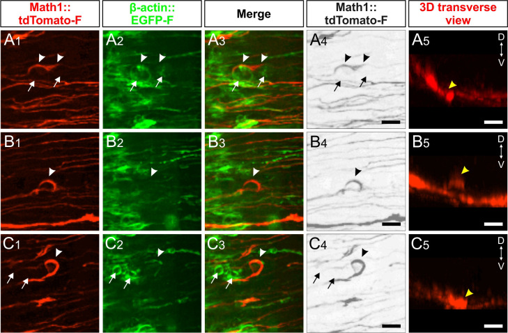 Figure 12.