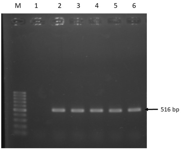 Figure 5