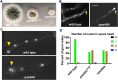 FIGURE 3: