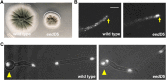 FIGURE 1: