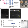 FIGURE 2: