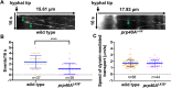 FIGURE 5: