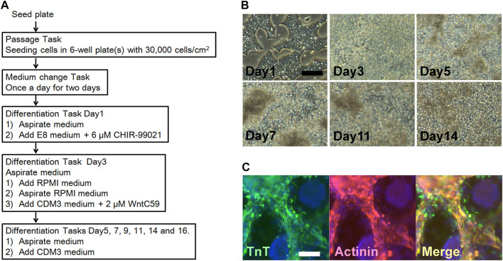 FIGURE 4