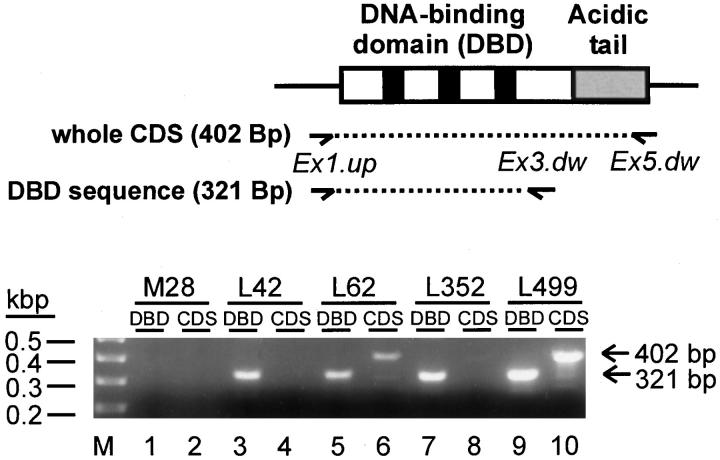 Figure 5.