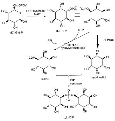 FIG. 1