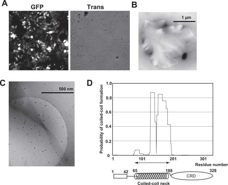 Figure 1—figure supplement 1.