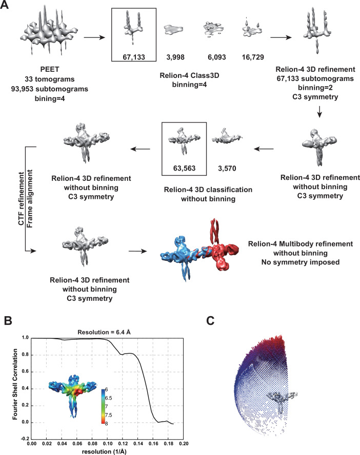 Figure 2—figure supplement 1.