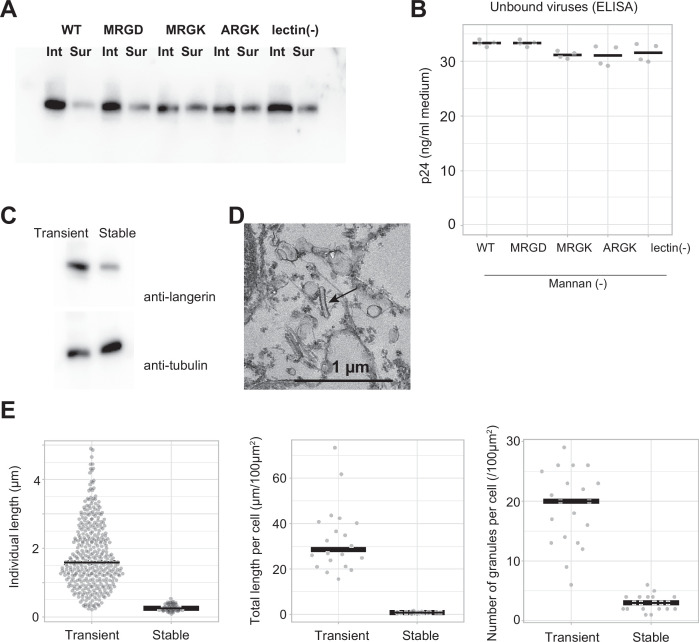 Figure 5—figure supplement 1.