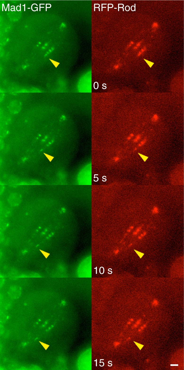 Fig. 4