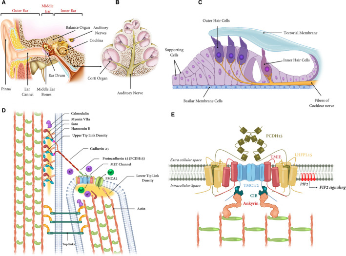 FIGURE 1