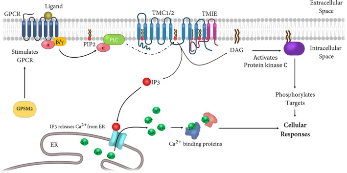 FIGURE 3