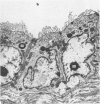 145