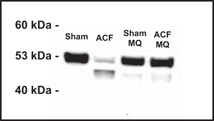 Fig. 9.