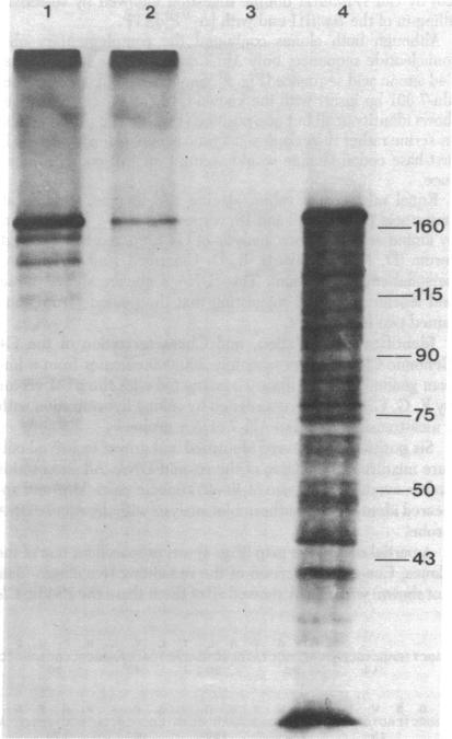 graphic file with name pnas00627-0280-a.jpg