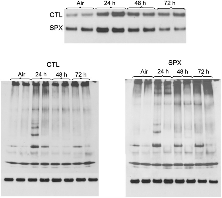 FIG 12