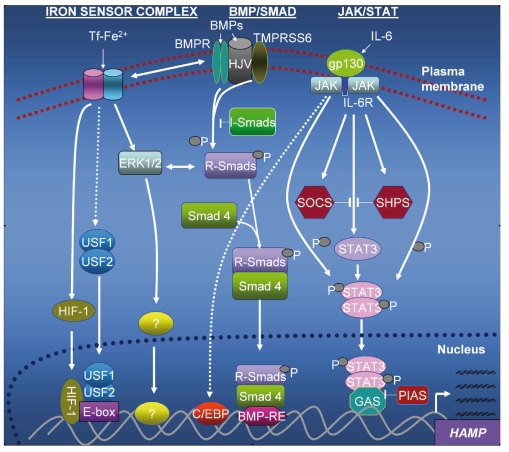 Figure 1.