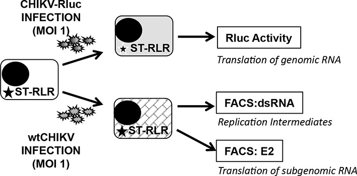 Figure 3—figure supplement 1.