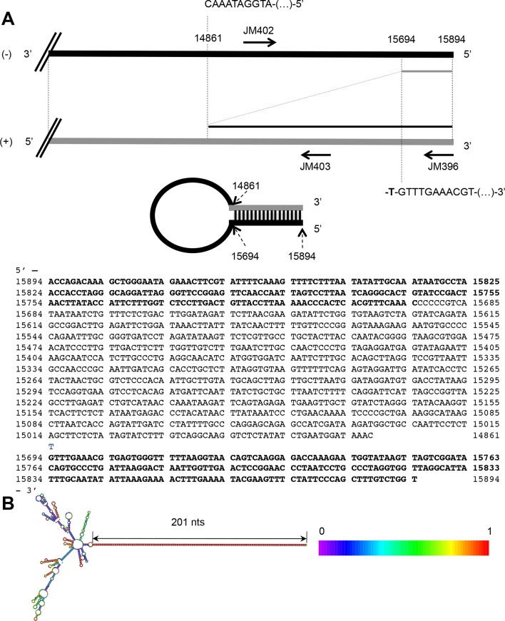 Figure 7—figure supplement 1.