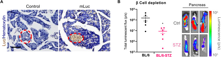 Fig. 5.