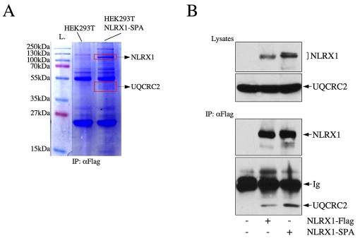 Fig. 8.