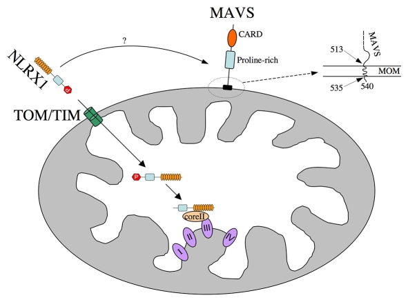 Fig. 9.