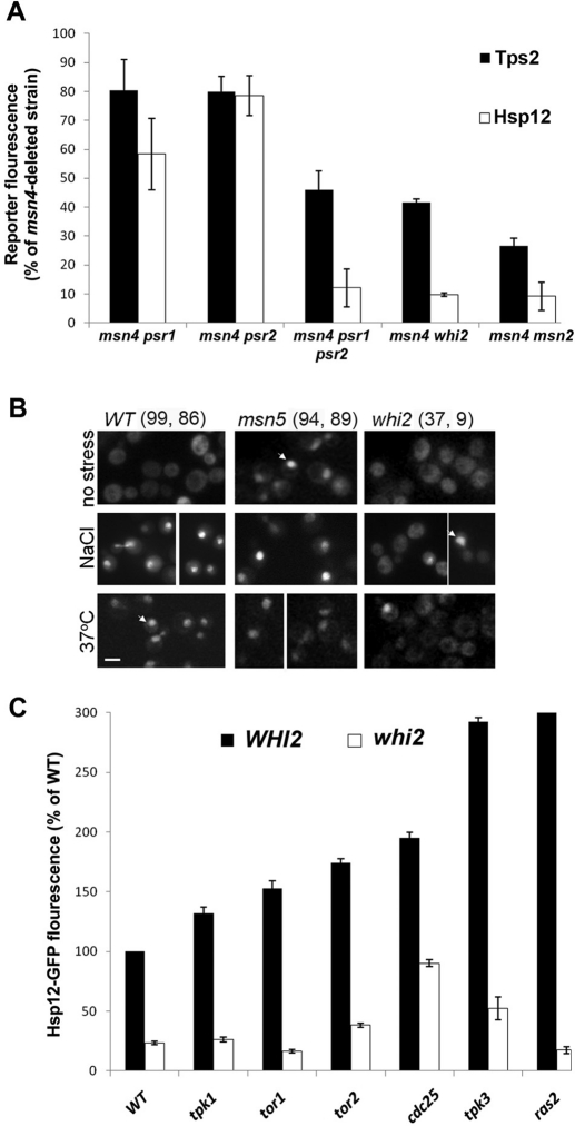 FIGURE 7: