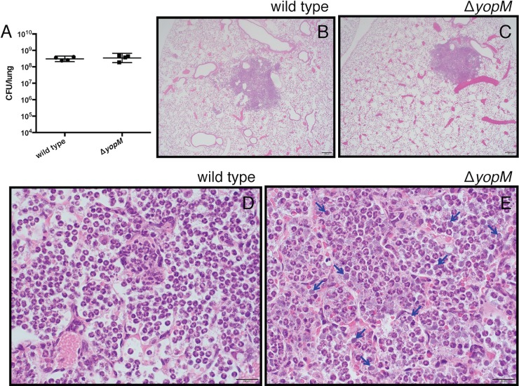 FIG 6 