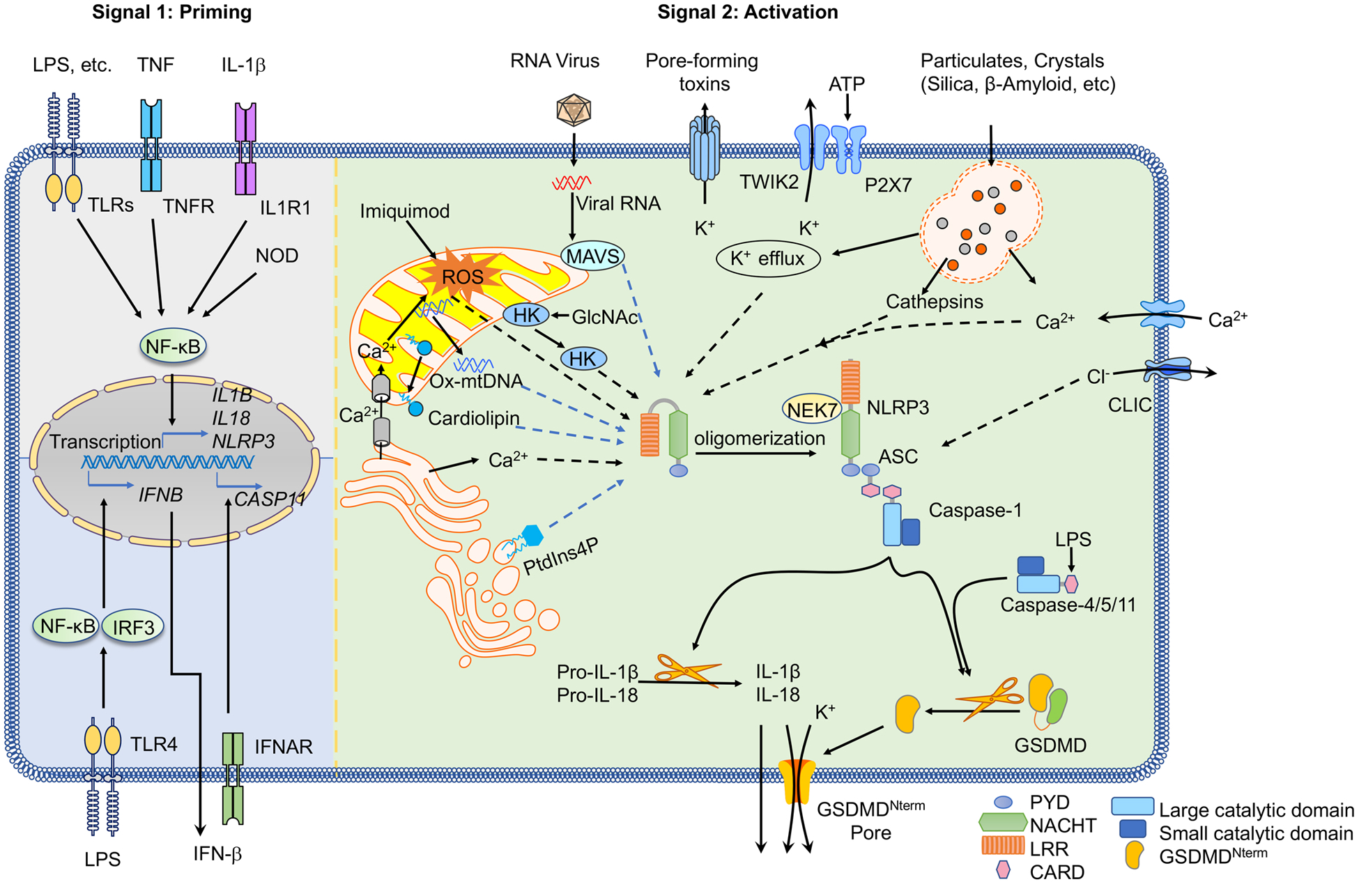 Figure 1 |