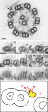 Figure 9.