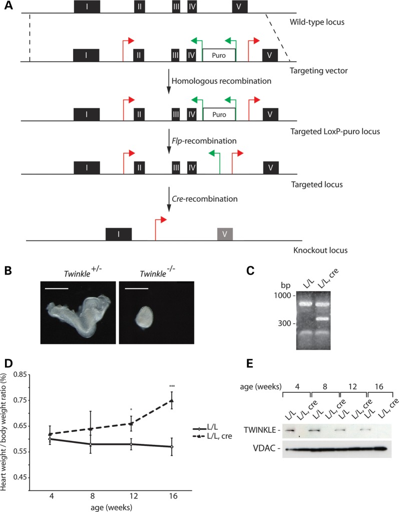 Figure 1.