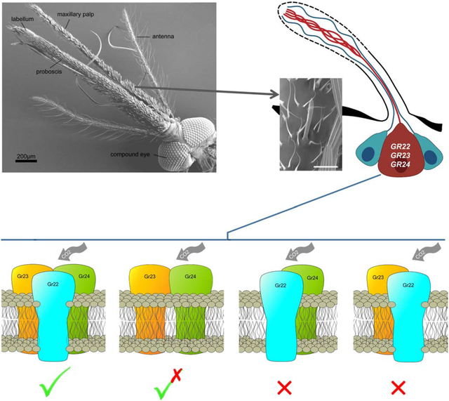 graphic file with name nihms-1632951-f0001.jpg