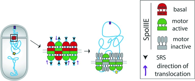 Figure 8—figure supplement 2.