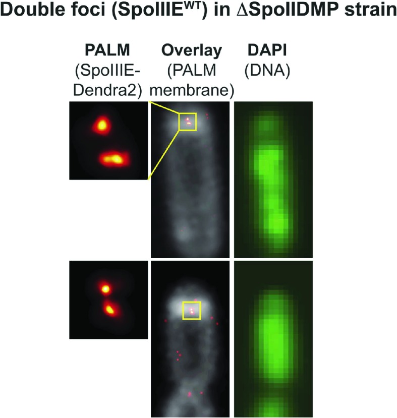 Figure 4—figure supplement 6.