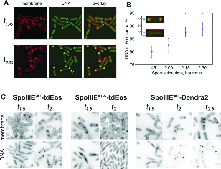 Figure 4—figure supplement 2.