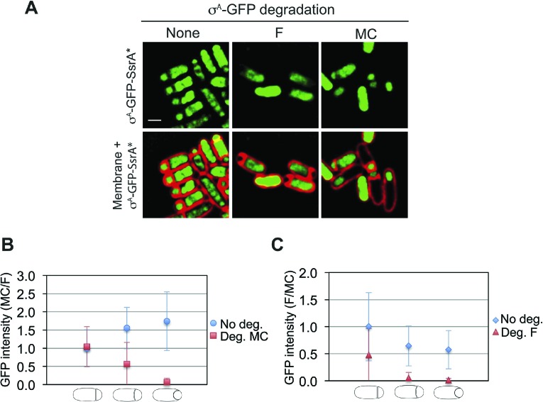 Figure 2—figure supplement 2.