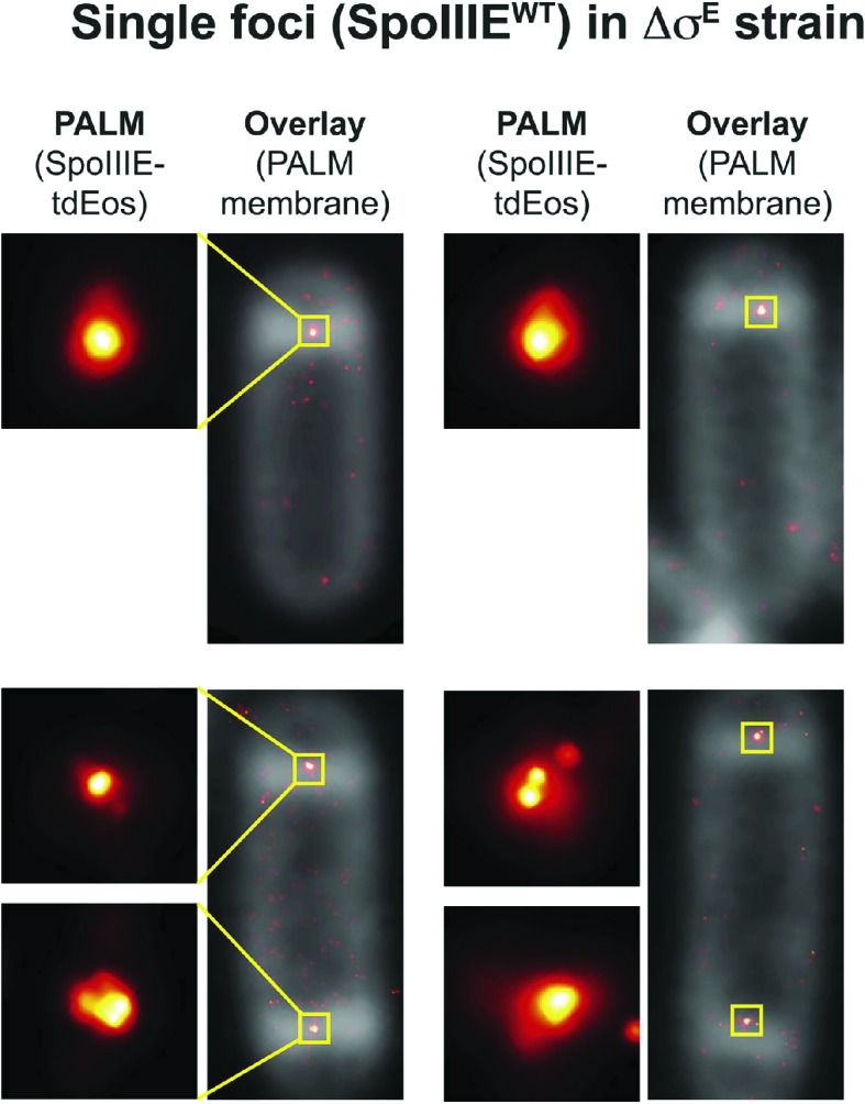 Figure 4—figure supplement 3.