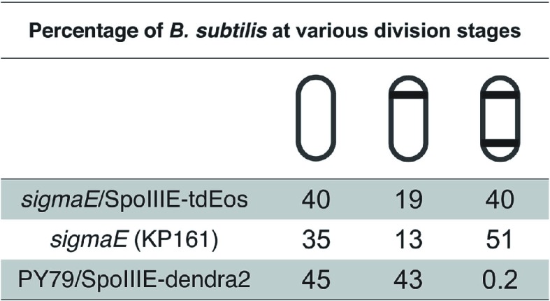 Figure 4—figure supplement 1.