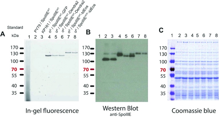 Figure 4—figure supplement 7.