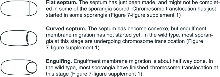 Figure 2—figure supplement 1.