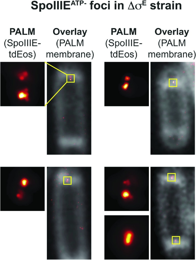 Figure 4—figure supplement 5.