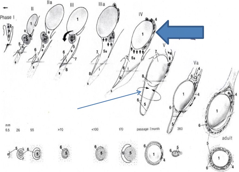 Fig. 11