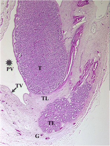 Fig. 9