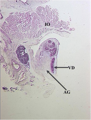 Fig. 8