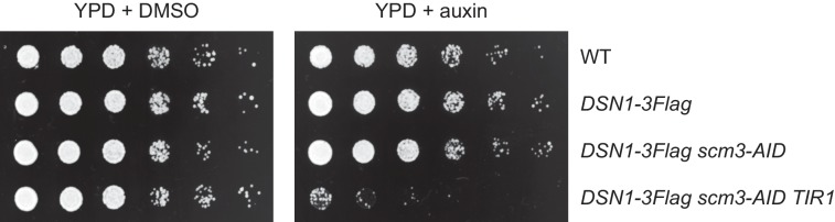 Figure 2—figure supplement 1.