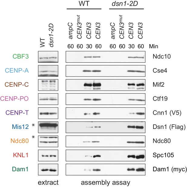 Figure 3—figure supplement 1.