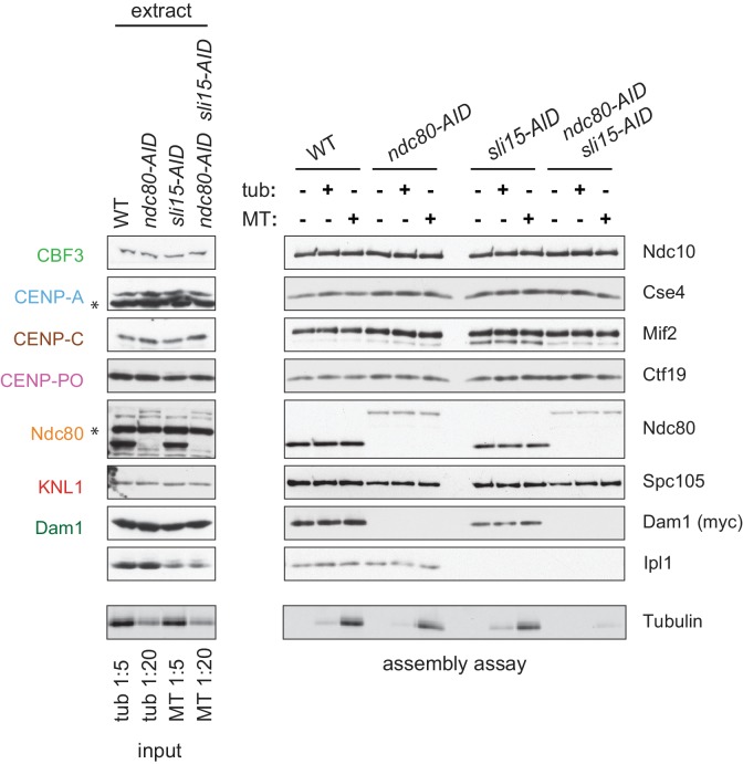 Figure 4—figure supplement 1.